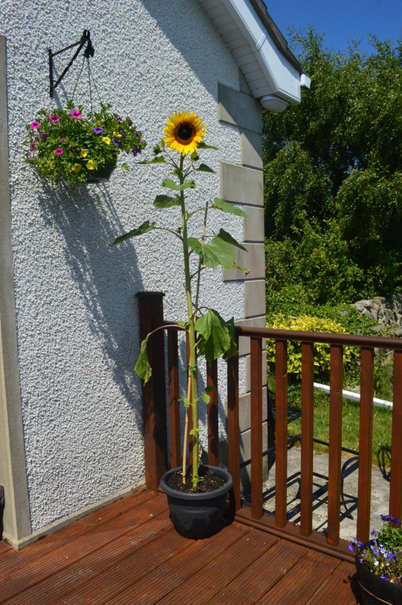 Carrick Cove Self Contained Accomodation With Private Decking Annalong Extérieur photo